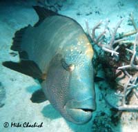 Napoleon Fish - Great Barrier Reef, Australia