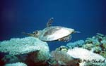 Sea Turtle - Great Barrier Reef, Australia